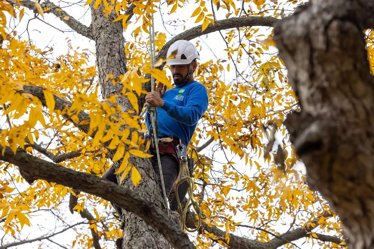 Skilled Tree Trimming crew working in Napoleon